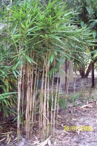 Green Onion Bamboo (Pseudosasa japonica 'Tsutsumiana').